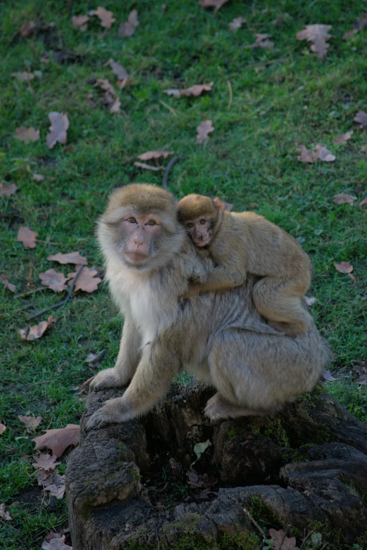 a young monkey holding the back of an adult monkey