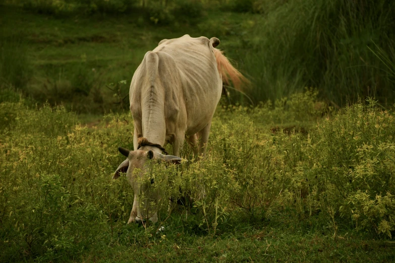 there is a cow that has its face in the grass