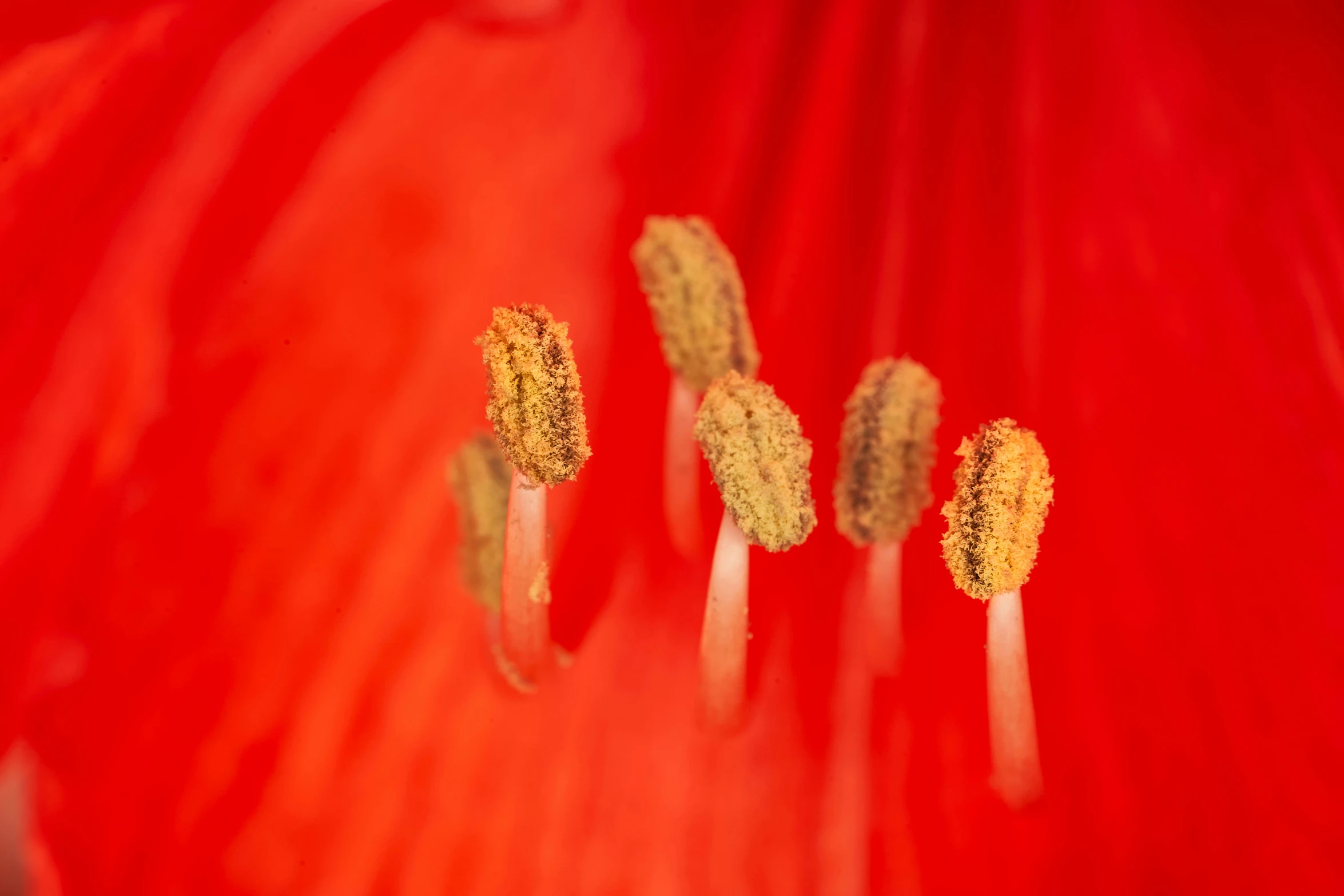 three flowers are shown against a red backdrop