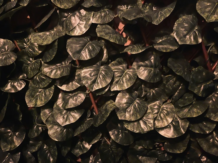 dark green leaves are growing in the sunlight