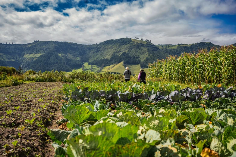 two people are walking in a field with large crops