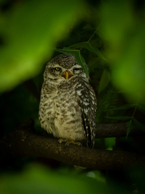 a close up of a owl on a nch