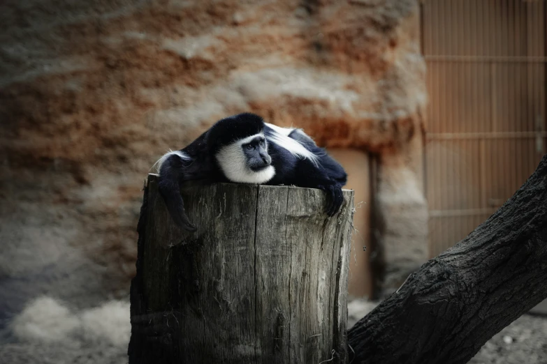 a white and black stuffed animal in a wood post