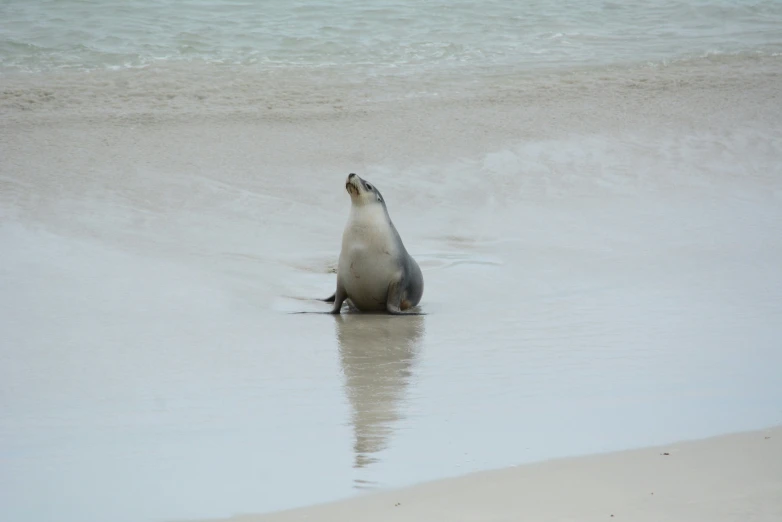 a seal has its head in the water and is sitting on the beach