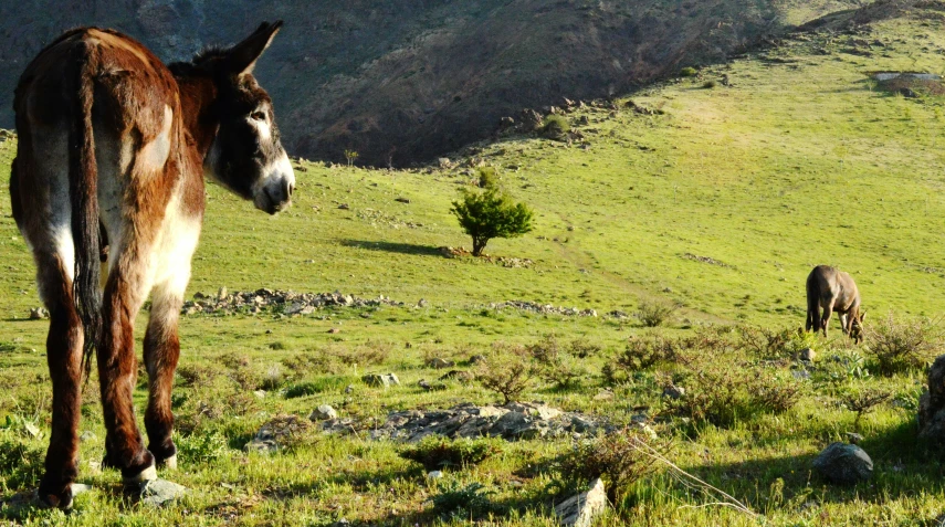 donkeys grazing on the hillside in sunlight