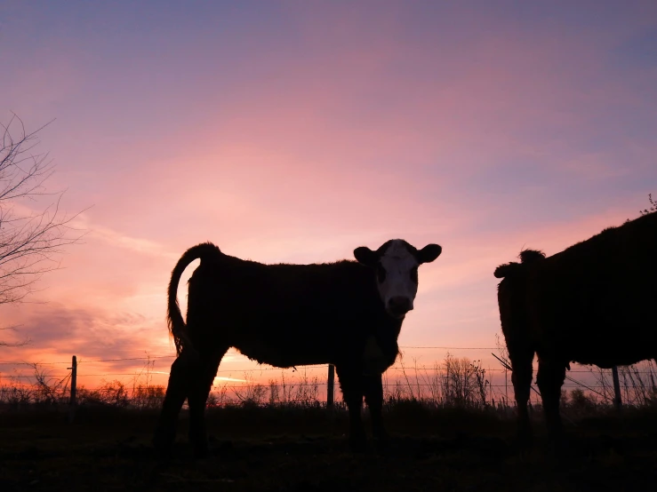 a group of cows in a field near the sun