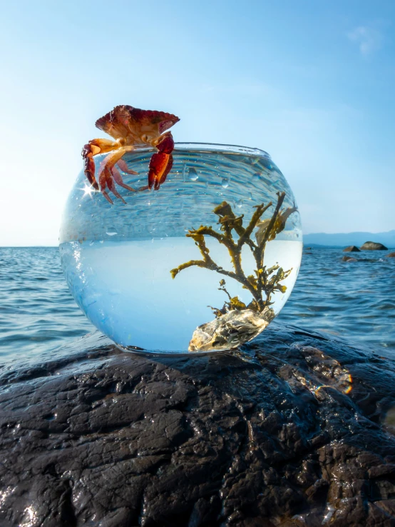 two fish are in a bowl filled with water