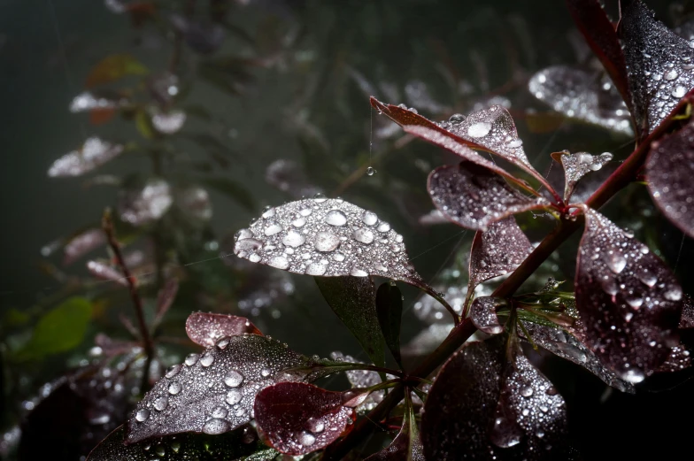 some leaves are covered by drops of water