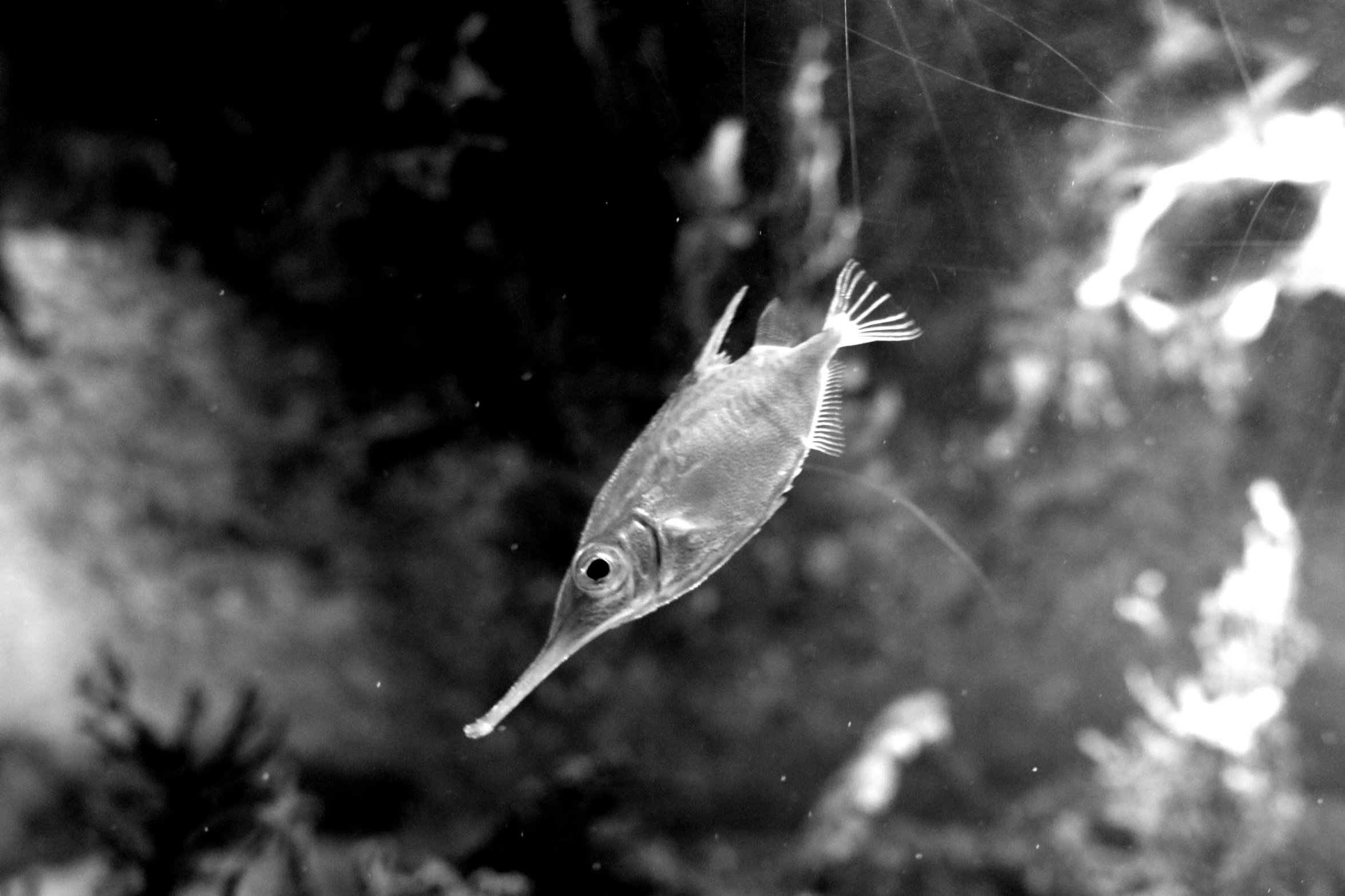 a very large fish swimming in an aquarium