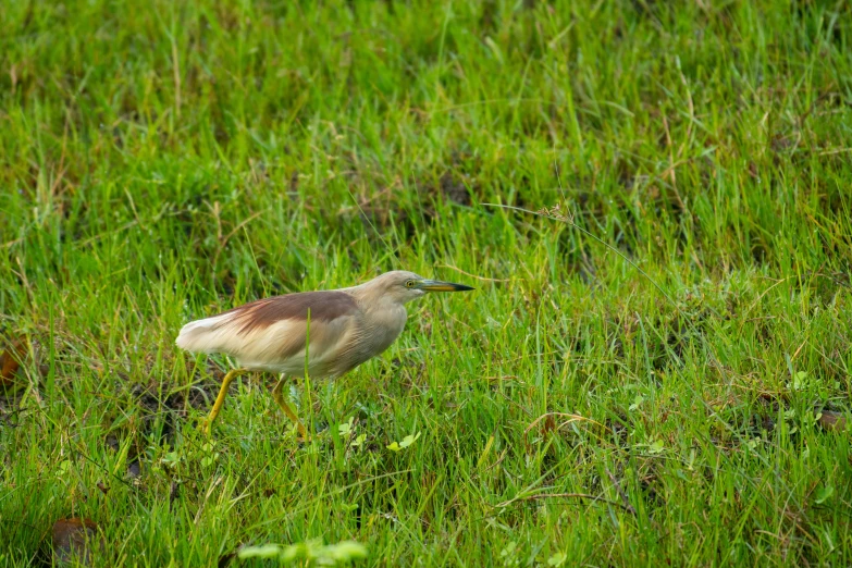 a bird is in the grass with its beak open