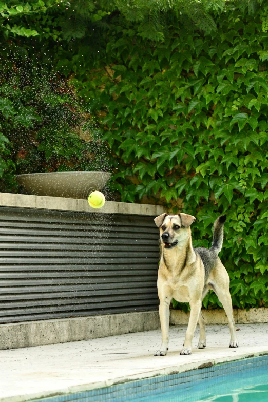 a dog with its head on a tennis ball