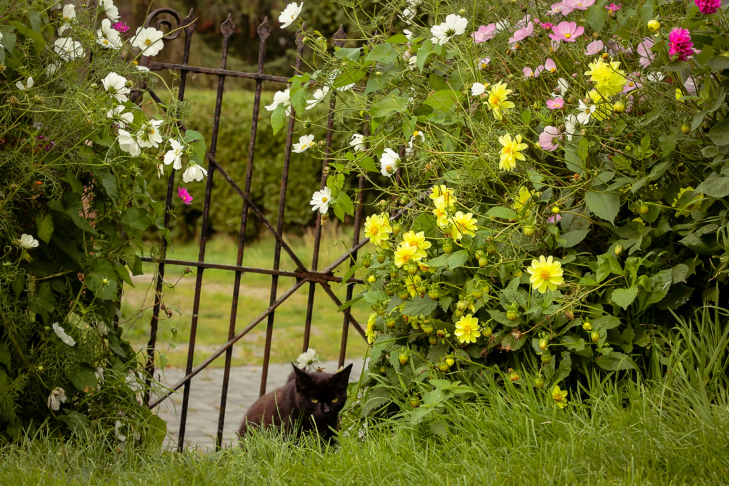 a cat sitting under a gate and flowers