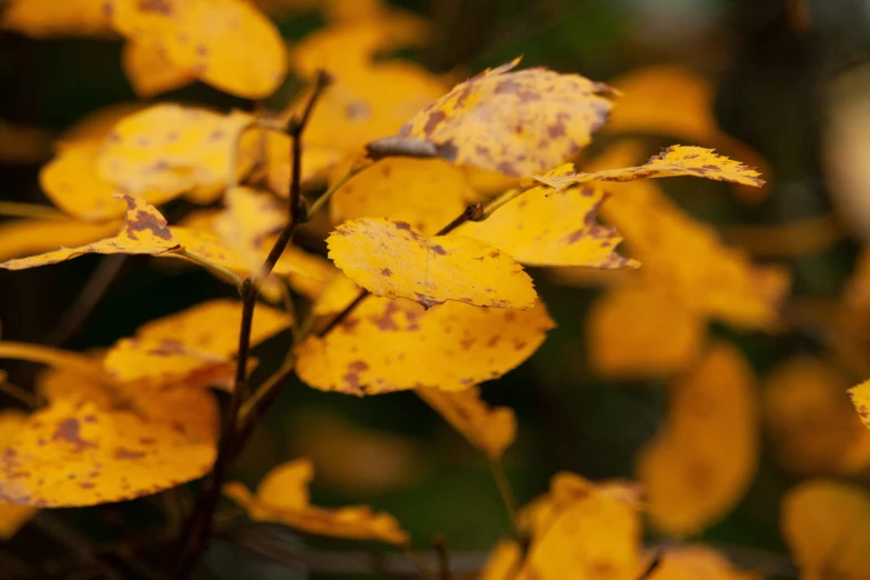 a close up of some yellow leaves in the sun