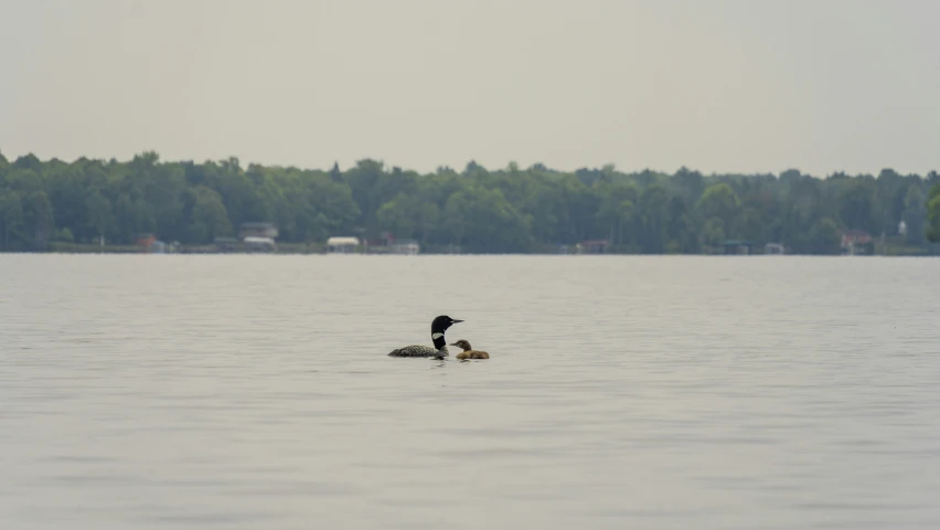 there is a large bird on the water