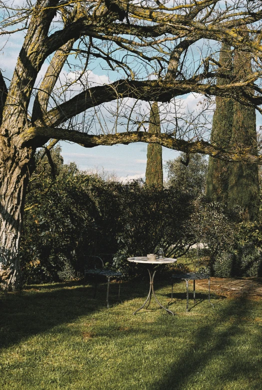 a bench in the grass under a large tree