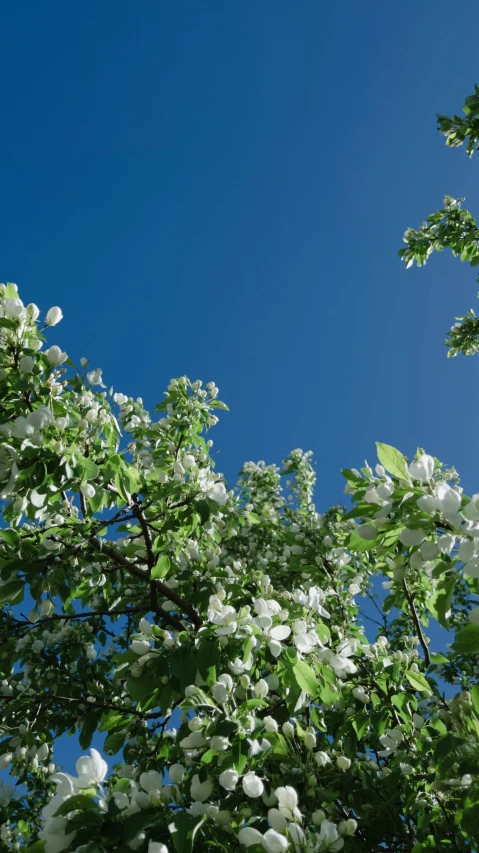 some very pretty white flowers in a big pretty tree