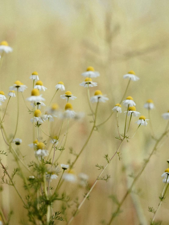 an old po shows a bunch of wild flowers