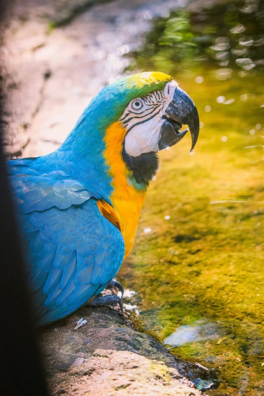 a blue and yellow parrot sitting on a rock next to a stream