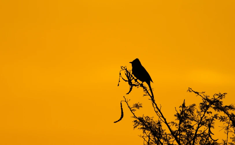 a black bird perched on top of a tree nch