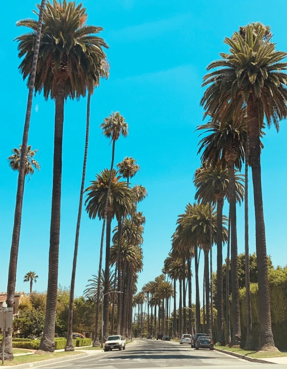 a street lined with palm trees under a blue sky