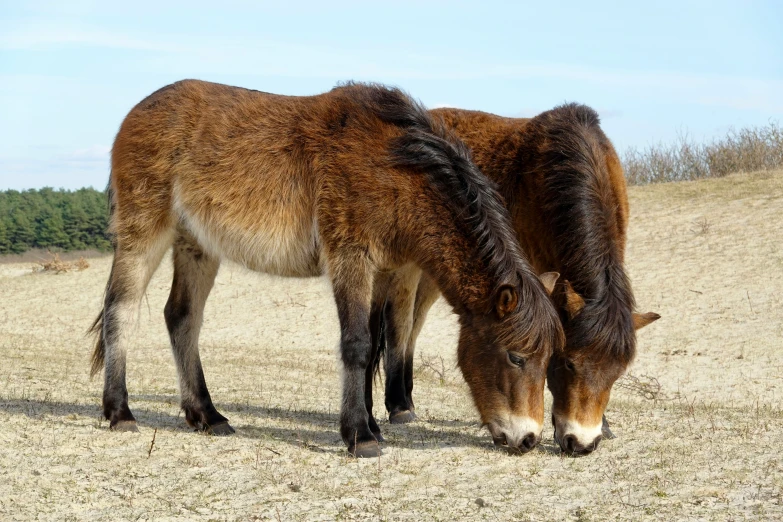 two horses that are standing next to each other