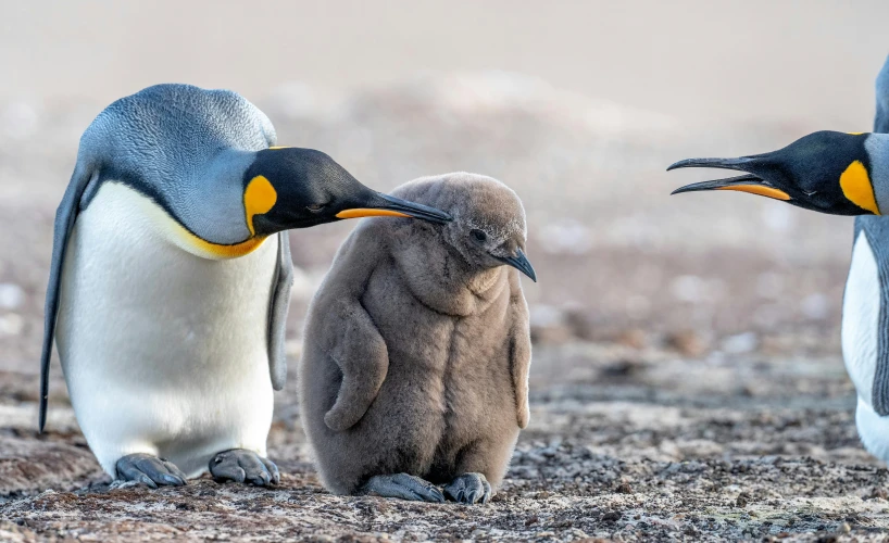 a bird standing near two penguins sitting together