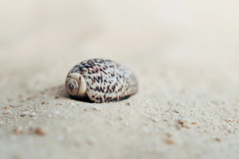 there is a small shell on the beach