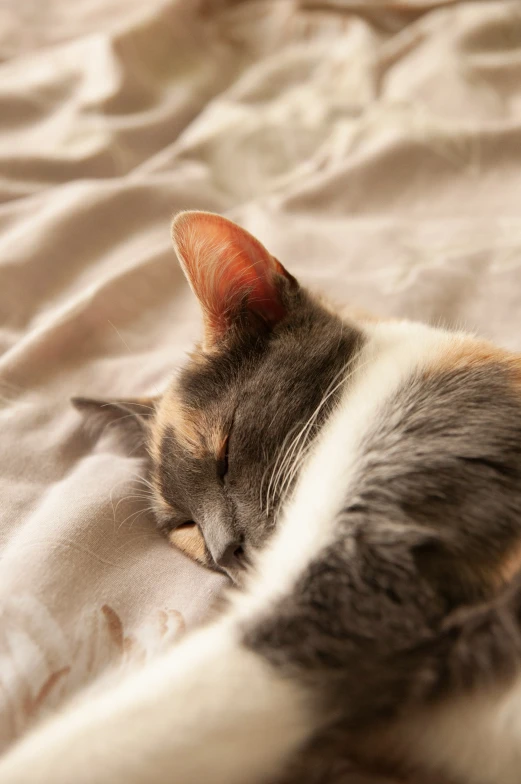 a gray and white cat sleeping on a bed