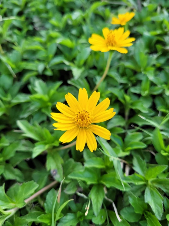 this is an image of some flowers in the grass