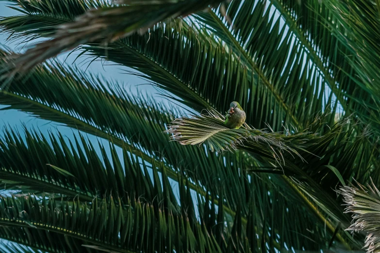 bird sitting in nest made of palm tree nches