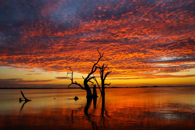 a tree that is in the water under a sky with a large orange and blue cloud