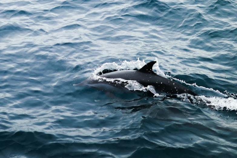 an ocean view shows an orca and an adult