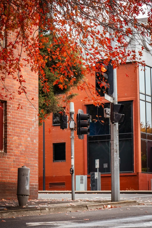 a street light with autumn leaves on it and a building behind