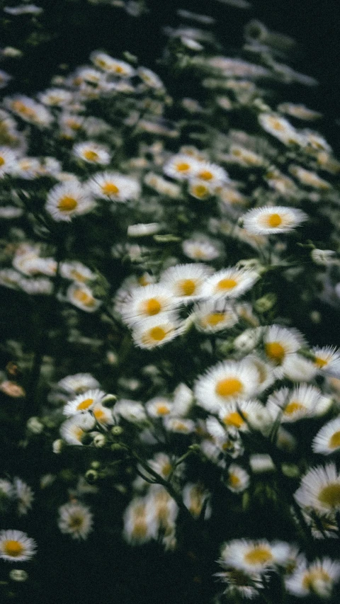 the flowers are all white and orange