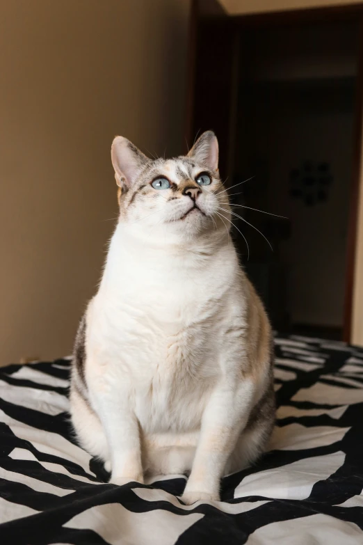 a grey and white cat is sitting on the bed