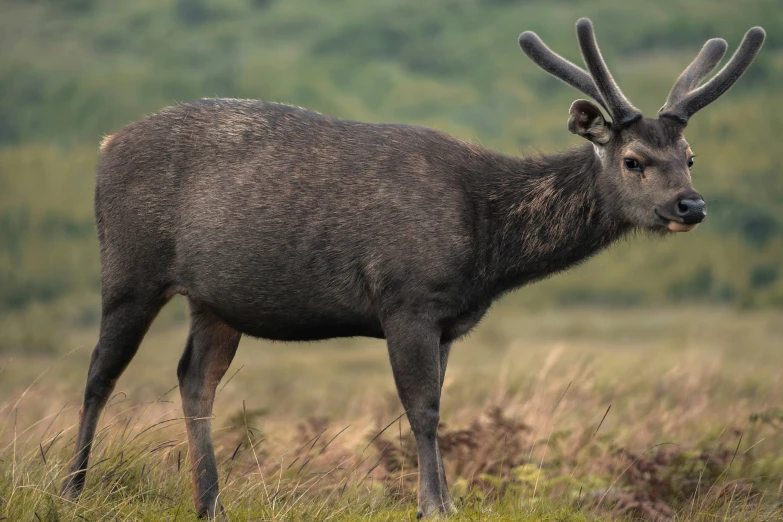 the large antelope is looking forward as it stands in a grassy field