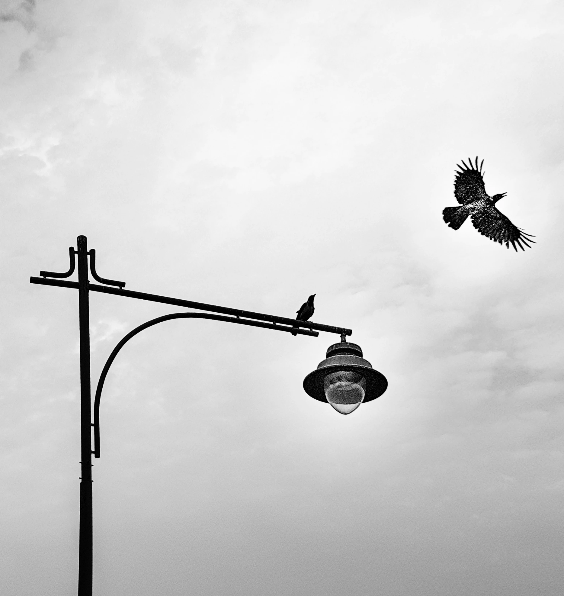 two black and white birds flying over streetlights