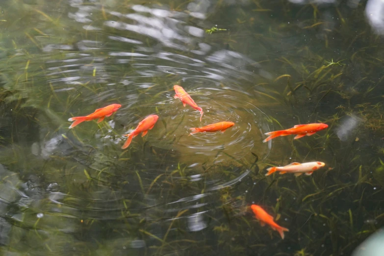 some orange and white fish are in a pond