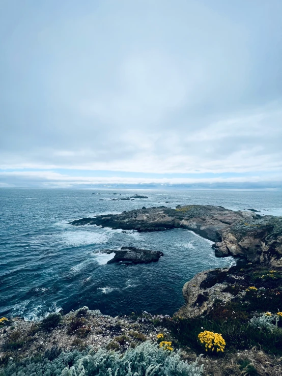 water and yellow flowers on rocky coastline during cloudy day