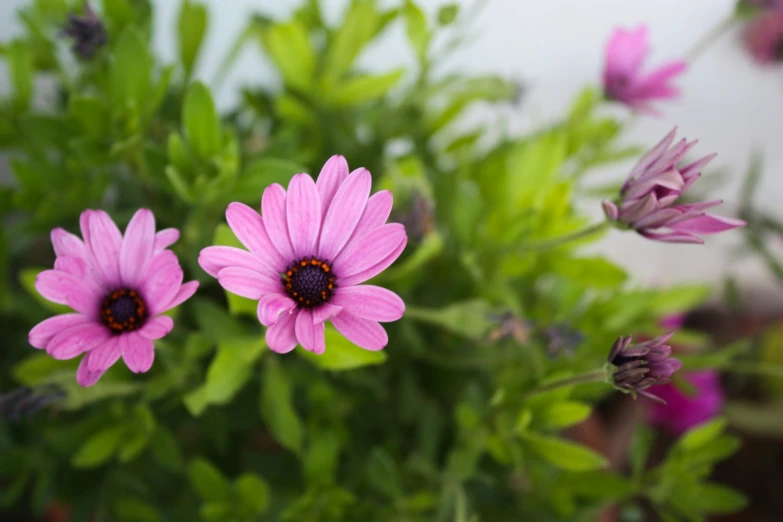 some pink flowers are blooming in a garden