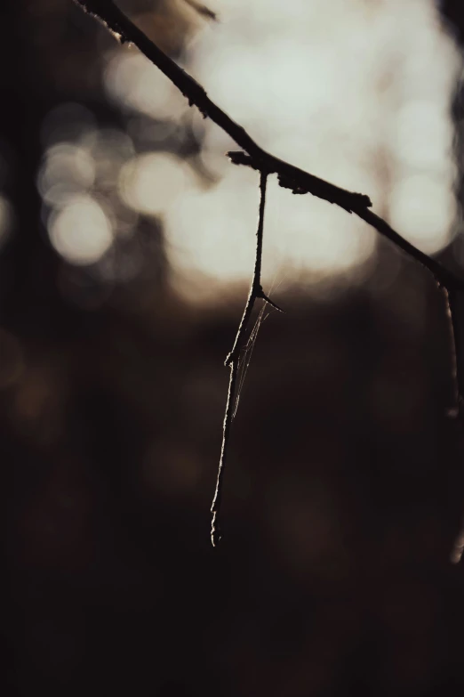 an drops of rain hanging on a twig