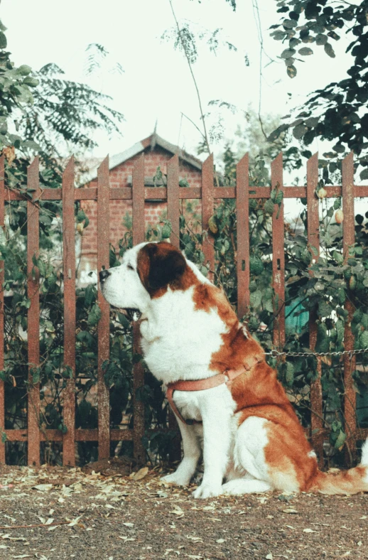 a brown and white dog sitting next to a fence