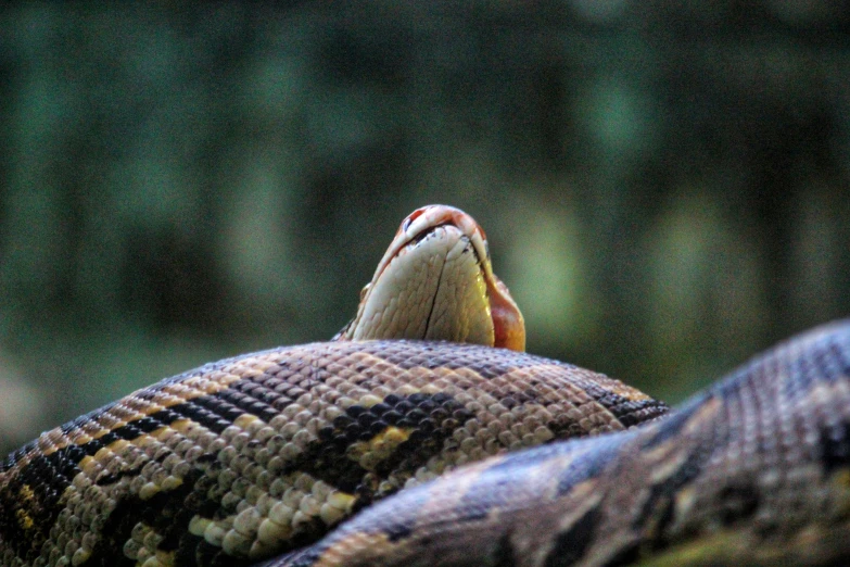 the head of a large snake, stretched out and stretching