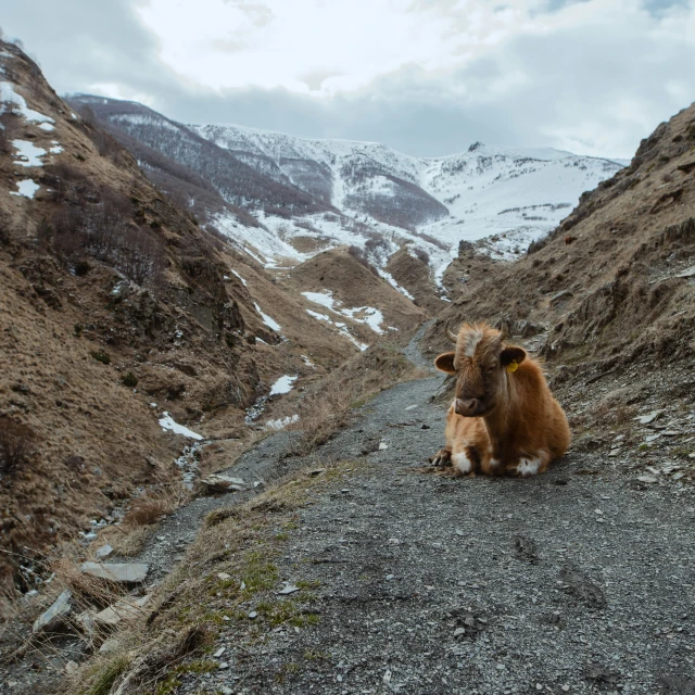 a cow is looking into the camera with snowy mountains in the background