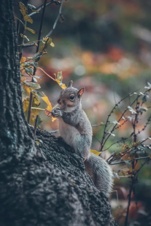 a squirrel sitting in the shade of a tree