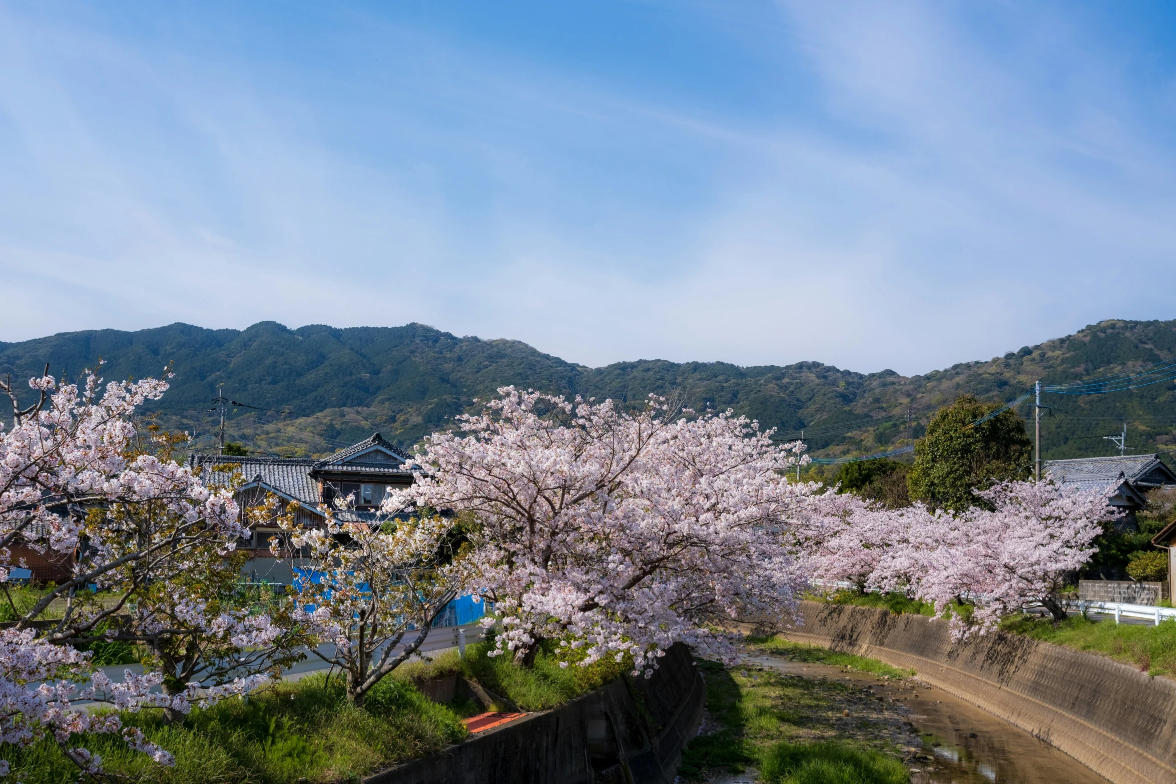 several blossoming trees on a hillside with mountains in the background