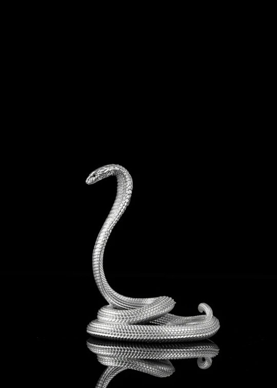 black and white pograph of snake with reflection