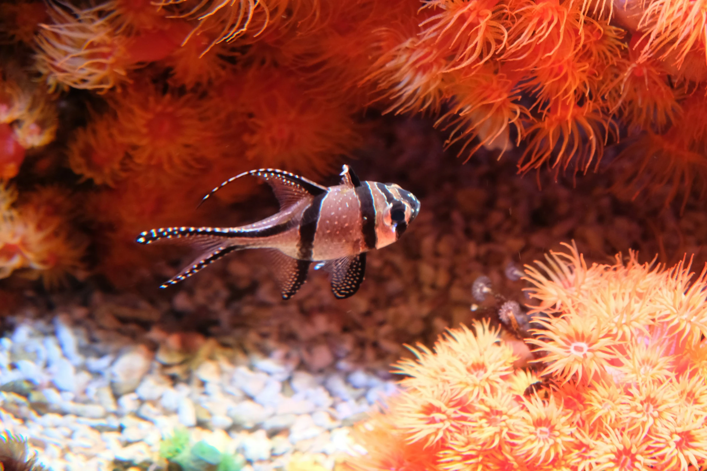 the underwater fish with black stripes is swimming