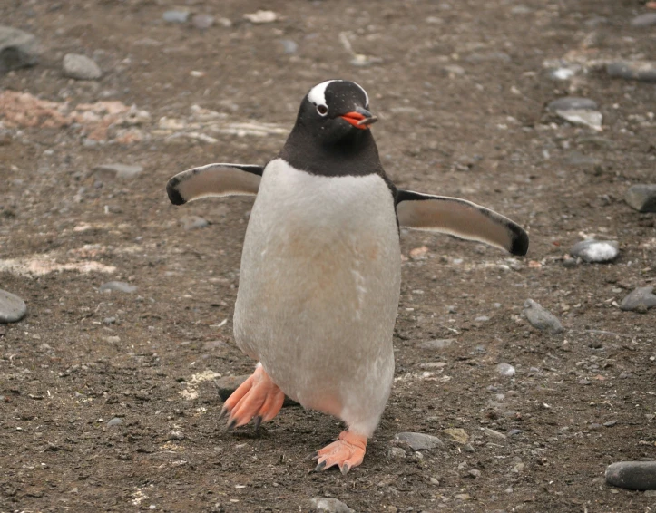 a penguin walking across a dirt ground with one foot outstretched