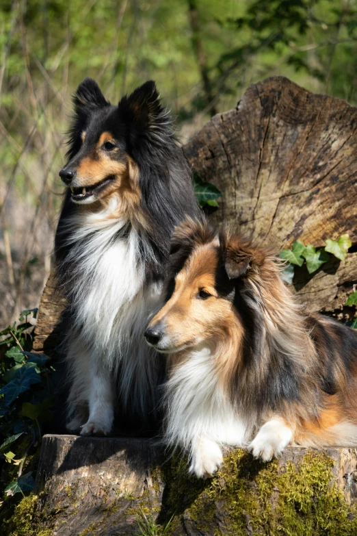 two shetland sheepdogs pose for a po in the woods